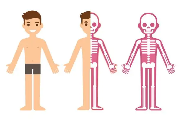 Vector illustration of Male skeleton anatomy