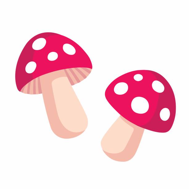 illustrazioni stock, clip art, cartoni animati e icone di tendenza di amanita muscaria fungo - fungus mushroom autumn fly agaric mushroom