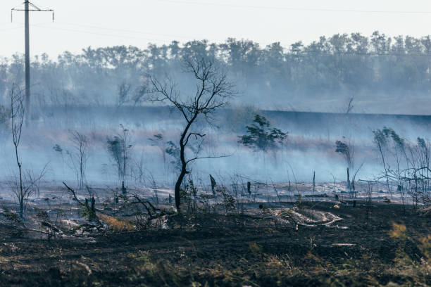 istock Burnt field, smoke after a fire, burnt trees 848929272