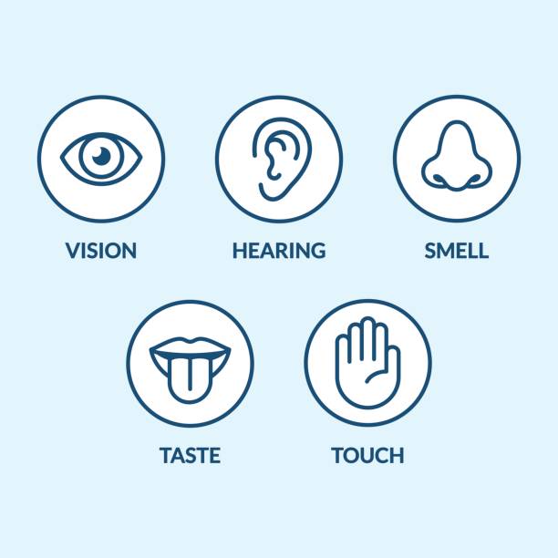 Senses icon set Icon set of the five human senses: vision (eye), smell (nose), hearing (ear), touch (hand), taste (mouth with tongue). Simple, minimal line icons vector illustration. sense of science and technology stock illustrations