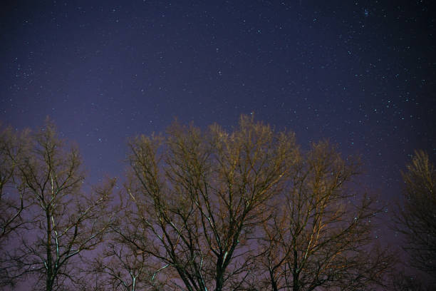 istock The Milky Way rises over the pine trees on a foreground 848942310