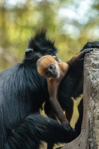 Mother and child Francois Langur monkey family also called Trachypithecus francoisi can be found in nature in China and northeastern Vietnam