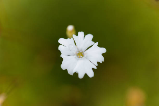 istock The pink Heliosperma pusillum 848946582