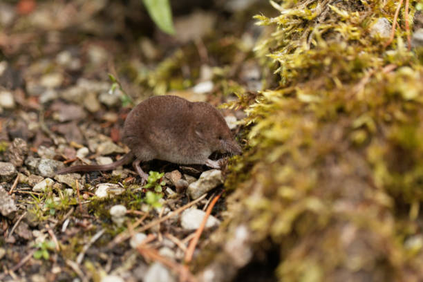 istock Common shrew, Sorex araneus 848949640