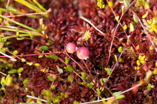istock Bog cranberries, Vaccinium oxycoccos 848952346