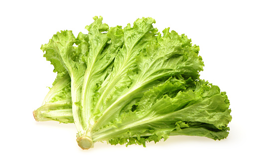 Leaf of green Romaine lettuce with white background
