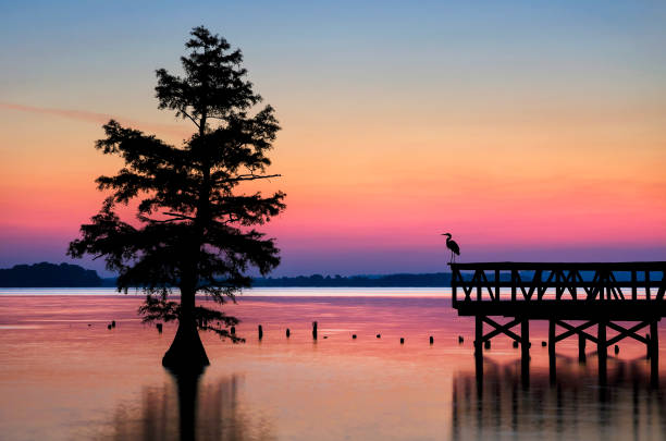 Scenic sunrise, fishing pier on cypress lake A single snowy egret sitting on fishing pier at Reelfoot Lake State Park in Tennessee. reelfoot lake stock pictures, royalty-free photos & images