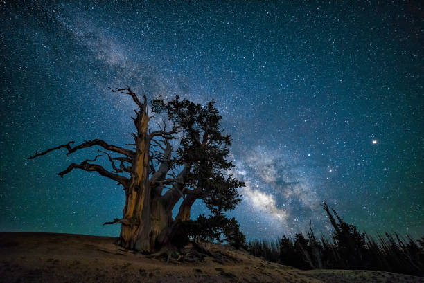 pin aristé et ciel nocturne - bristlecone pine photos et images de collection