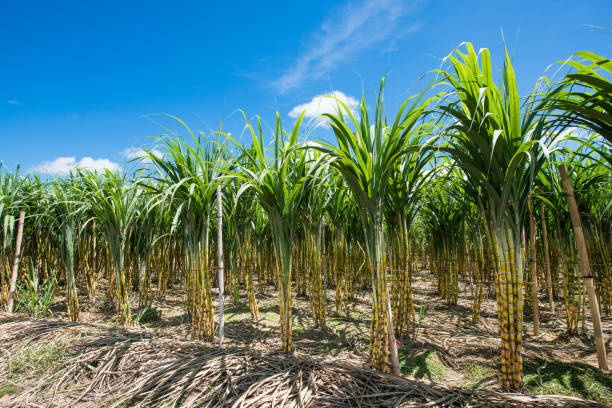 istock Sugarcane field in blue sky and white cloud 848974470