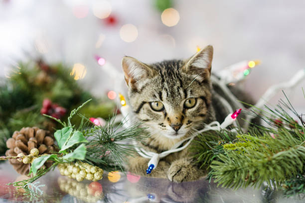 istock Tied Up in Decorations 848974916