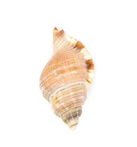 istock seashell in close-up isolated on a white background 848975306