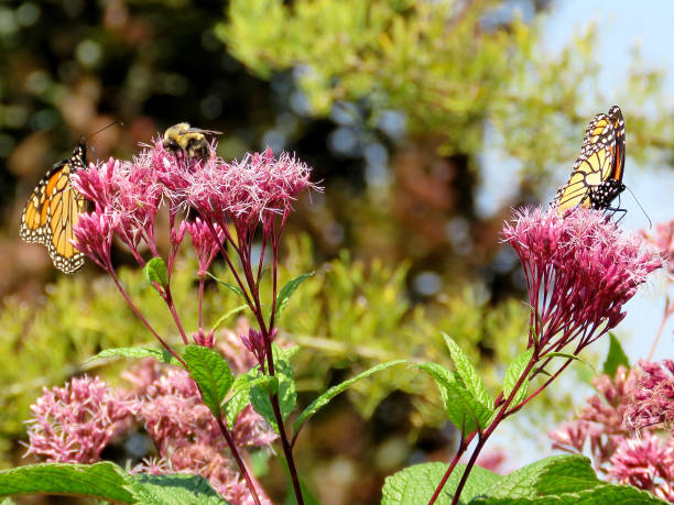istock Toronto Lake two Monarch butterflies and bee 2017 848978098