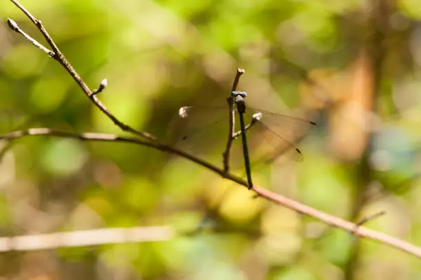 Sunshine Falling across the Blue Eyes of the Sweetflag Spreadwing