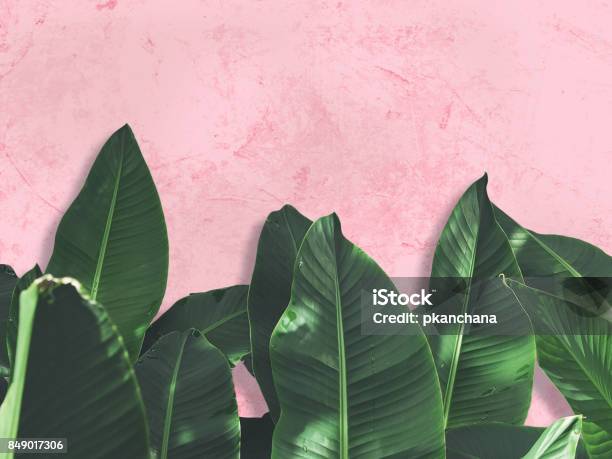 Hojas De Plátano Verde De Cerca Sobre Muro De Hormigón De Grunge Pintada Color De Rosa Foto de stock y más banco de imágenes de Fondos