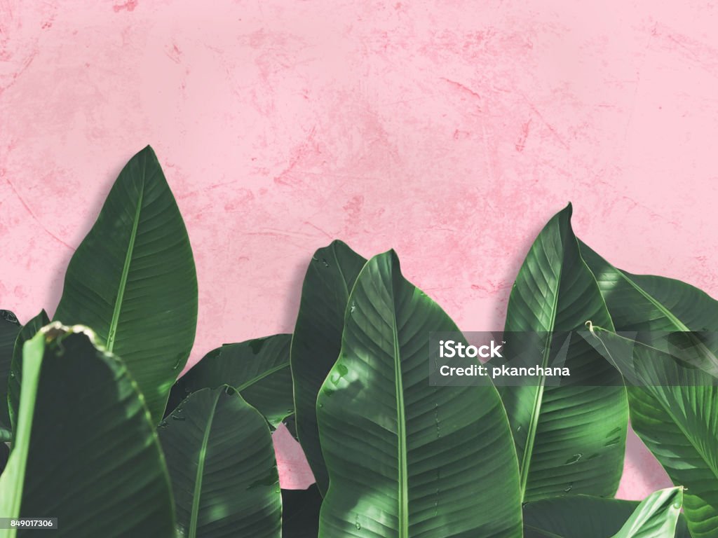 Gros plan des feuilles de bananier verte sur mur en béton rose peint grunge. - Photo de Fond libre de droits