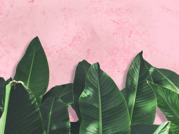 chiudi le foglie di banana verde sopra la parete in cemento grunge dipinta di rosa. - banana leaf foto e immagini stock