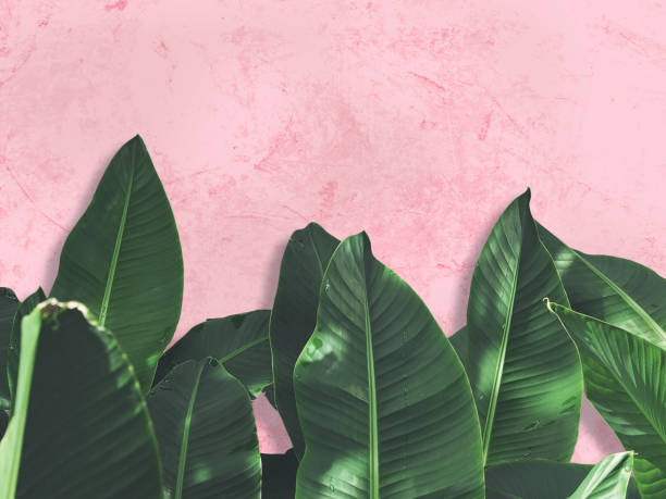 핑크 그린된 그런 지 콘크리트 벽에 녹색 바나나 잎을 닫습니다. - pastel colored pattern dirty pink 뉴스 사진 이미지