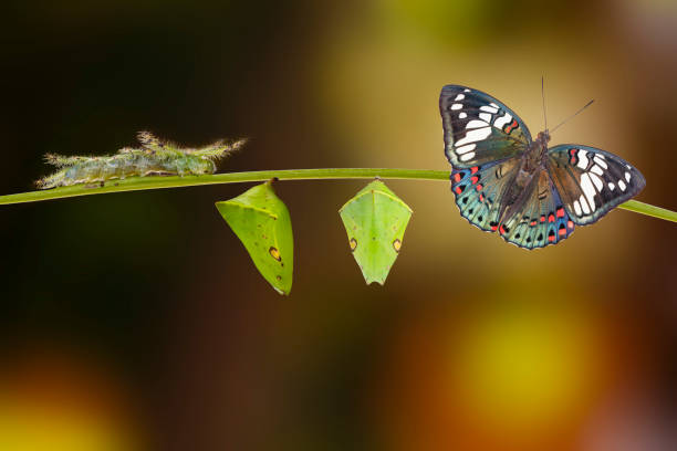 ciclo di vita della farfalla barone sgargiante comune ( euthalia lubentina ) sul ramoscello - nymphalid foto e immagini stock