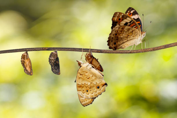 istock Transformation of blue pansy butterfly ( Junonia orithya Linnaeus ) on twig 849024462