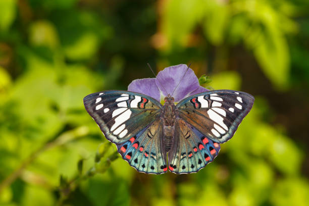 vista dorsale della farfalla barone sgargiante comune ( euthalia lubentina ) su un fiore - nymphalid foto e immagini stock