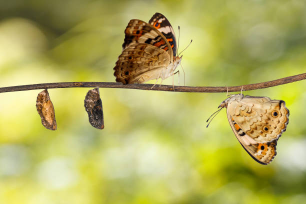 istock Transformation of blue pansy butterfly ( Junonia orithya Linnaeus ) on twig 849024776