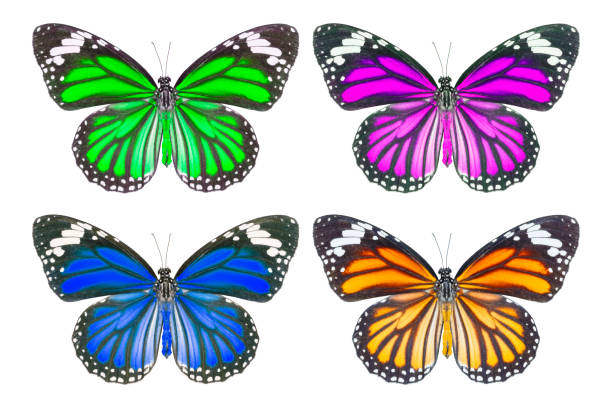 Top view of common tiger butterfly ( Danaus genutia ) on white