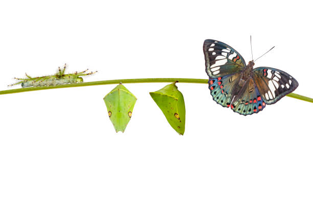 ciclo di vita della farfalla barone sgargiante comune ( euthalia lubentina ) su bianco - nymphalid foto e immagini stock