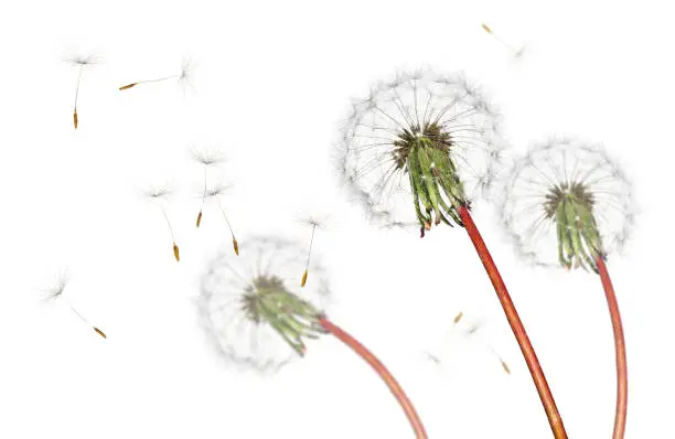 Group of dry dandelion flower heads releasing their many seeds into the wind to find new homes, isolated over a white background.