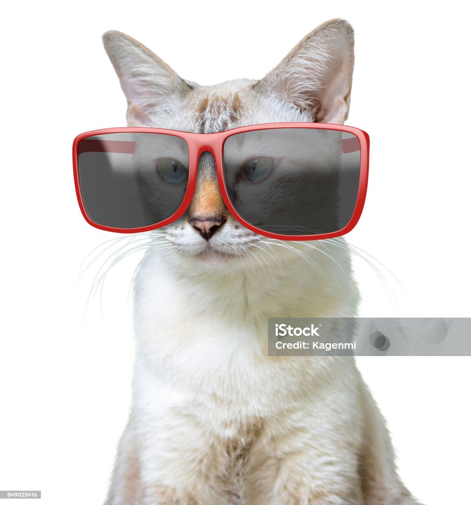 Chân Dung Động Vật Hài Hước Của Một Con Mèo Mát Mẻ Đeo Kính Râm ...