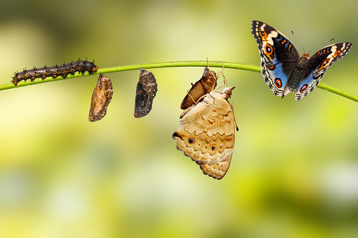 Life cycle of male blue pansy butterfly ( Junonia orithya Linnaeus ) from chrysalis and chrysalis on twig