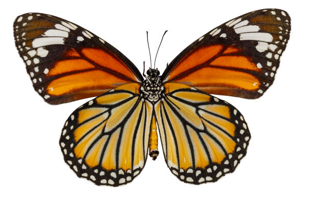 istock Bottom view of common tiger butterfly ( Danaus genutia ) on white 849025648