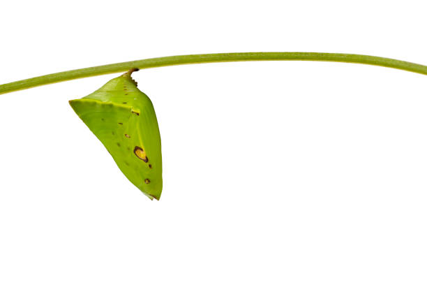 istock Isolated Chrysalis of Common Gaudy Baron butterfly ( Euthalia lubentina ) on white 849027920