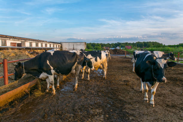 krowy w gospodarstwie - nowt zdjęcia i obrazy z banku zdjęć