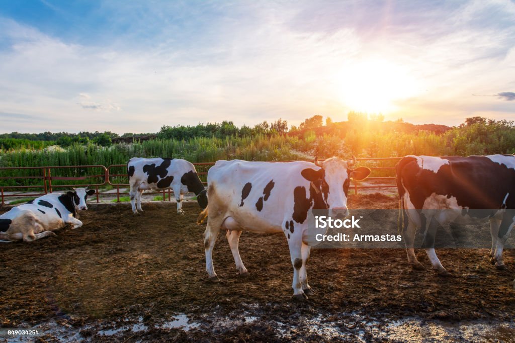 Les vaches sur la ferme - Photo de Bovin domestique libre de droits