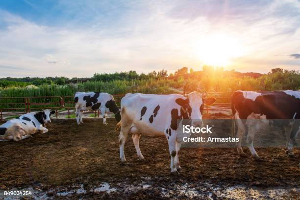 Photo libre de droit de Les Vaches Sur La Ferme banque d'images et plus d'images libres de droit de Bovin domestique - Bovin domestique, Australie, Traire
