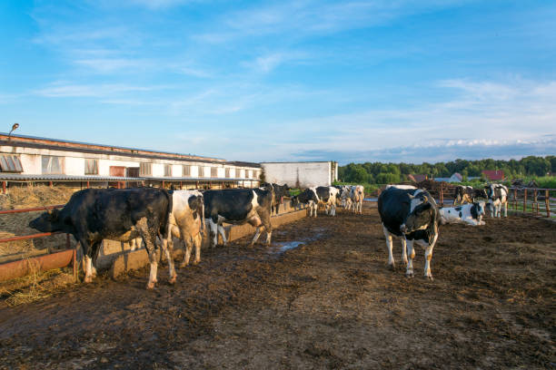 krowy w gospodarstwie - nowt zdjęcia i obrazy z banku zdjęć