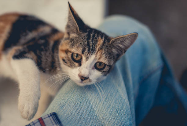 istock Friendship of Calico Kitten 849034784
