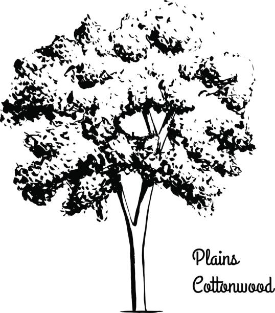 Sketch tree illustration Vector sketch illustration of Plains Cottonwood. Black silhouette of plant isolated on white background. Official state tree of Wyoming. cottonwood tree stock illustrations