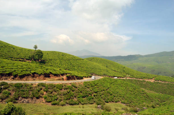 istock Landscape of tea Gardens 849049126