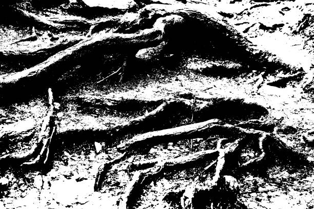 abstrait noir et blanc avec les racines des arbres - white black tree fog photos et images de collection