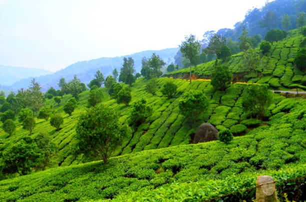 istock Landscape of tea Gardens 849052814