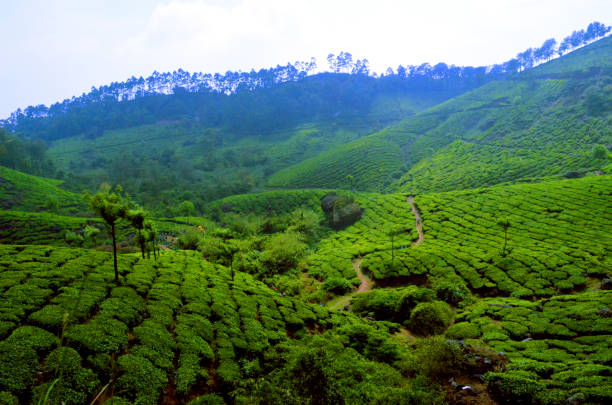 istock Landscape of tea Gardens 849054000