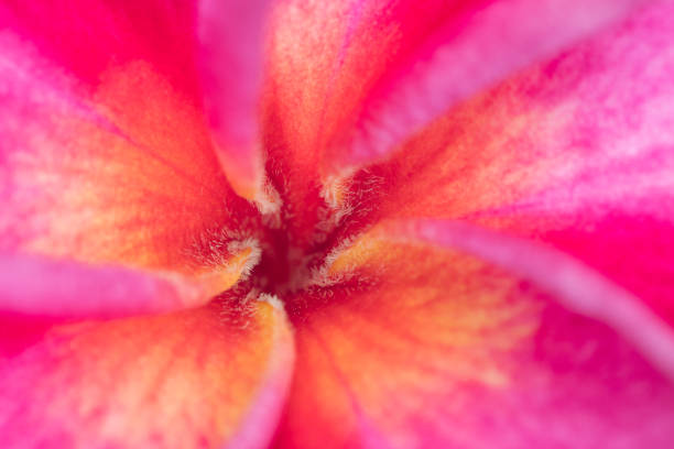 istock Close up Pink Frangipani flower, macro 849058838