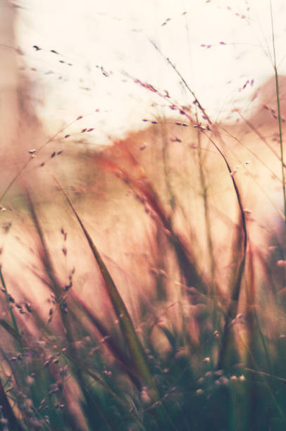 istock Fall nature image of wispy ornamental grasses 849063034