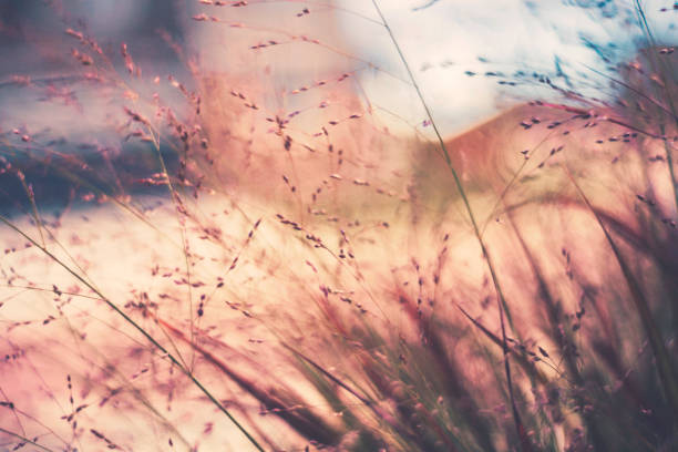 Fall nature image of wispy ornamental grasses