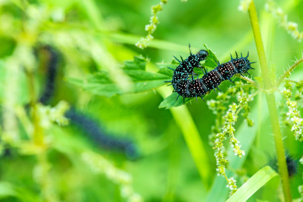 istock Eruca of peacock butterfly 849065596