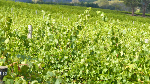 istock Bunch of Grapes Barossa valley 849066546
