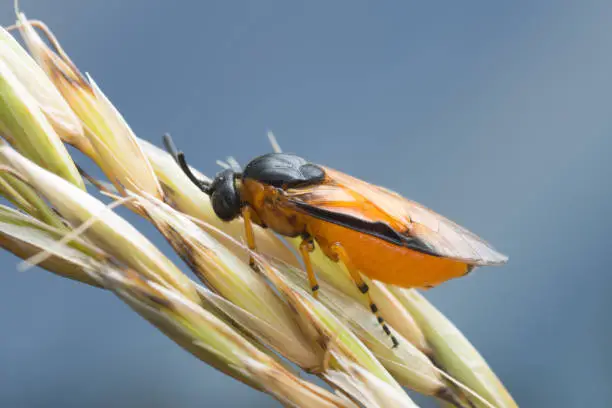 Digital photo of a rose sawfly, Arge ochropus on grain. This insect belongs to the argidae family.