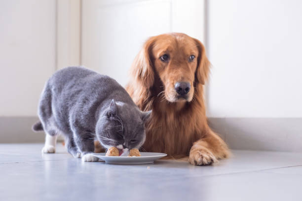 istock British shorthair cat and Golden Retriever 849069428