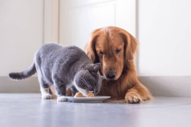 istock British shorthair cat and Golden Retriever 849069440